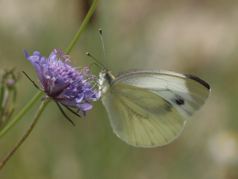 Pieris